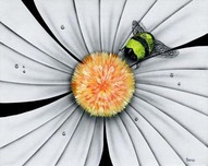 Michael Godard  Michael Godard  Bumble Bee, White Daisy Flower (AP)